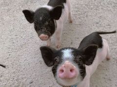 -前小桔亲子创意农场·草莓采摘·露营烧烤