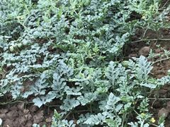 -呼吸森林·生态农庄农家乐私房菜