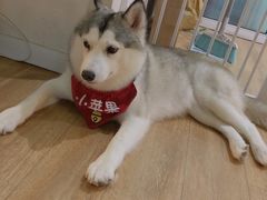 -Husky Go! 哈士奇体验馆·宠物咖啡厅狗咖