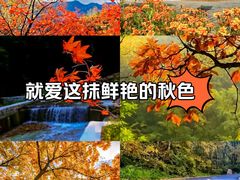-喇叭沟原始森林公园