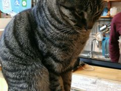 -猫的天空之城概念书店(西塘古镇店)