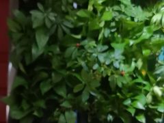 -巴奴毛肚火锅(广益哥伦布店)