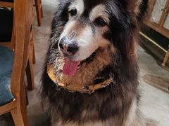 -more than meow吴止猫主题餐厅(承德 中船汇店)