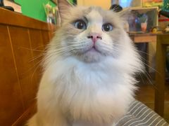 -李小姐の猫咖啡馆(五角场店)