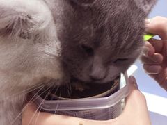 -喵的天空名猫咖啡馆·撸猫·猫舍·用品