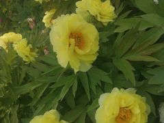 -莲花池公园