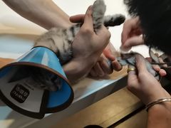 -御宝贝·A梦猫科宠物医院(国际猫友好医院)