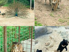 -青峰峡国家森林公园