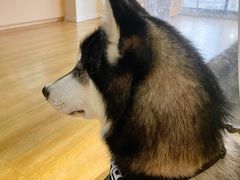 -Husky Go! 哈士奇体验馆·宠物咖啡厅狗咖