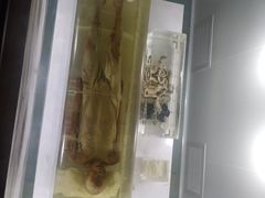 -荆州博物馆