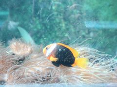 -悉尼海洋生物水族馆