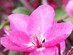 -海棠花溪(元大都城垣遗址公园)