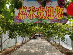 -青岛嘉禾农业科技生态园