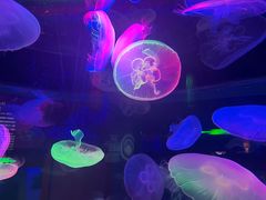 -太平洋海底世界