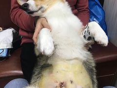 -安安宠医宠物医院·异宠·犬猫内科(岳阳分院)