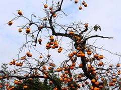 -如意山房柿子树下餐厅