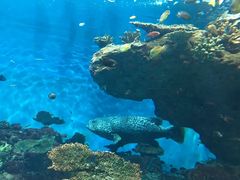 -鹿儿岛水族馆