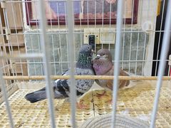 -铁炉农家菜馆