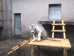 -西安秦岭野生动物园