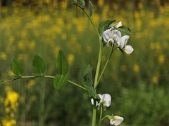-蜀水别园(青杠树店)
