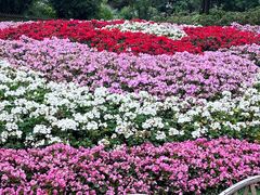 -上海共青森林公园