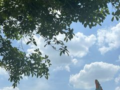 -桂湖森林公园