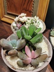 -娇玫荟SPA