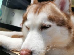 -Husky Go! 哈士奇体验馆·宠物咖啡厅狗咖