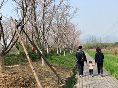 -长田漾湿地公园