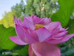 -陈家山荷花公园