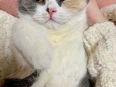 -喵zoo家庭繁育猫舍(尖东智能花园店)