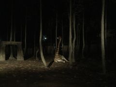 -清迈夜间动物园