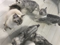 -喵的天空名猫咖啡馆·撸猫·猫舍·用品