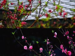 -桃花涧