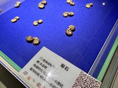 -贝壳王国博物馆