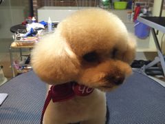 -Oh My Dog宠物沙龙(伊珊娜皮毛护理店)