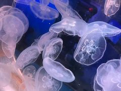-芜湖新华联大白鲸海洋公园