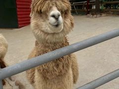 -西霞口神雕山野生动物世界