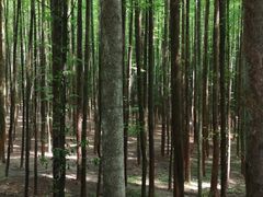 -山王坪喀斯特国家生态公园