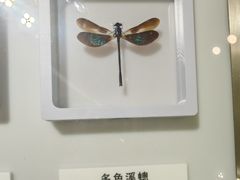-上海昆虫博物馆