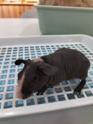 -Moni星球萌宠·小马宝莉·灵蛇·高端高阶全萌宠互动体验俱乐部(红豆国际广场店)