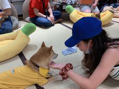 -逗柴咖啡屋·狗咖猫咖宠物桌游
