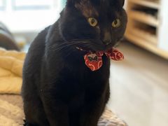 -瑞派名望24h动物医院异宠专科·猫专科·骨科·重症监护分院
