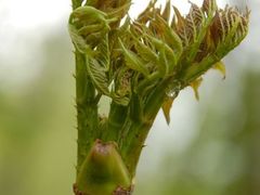 迎宾园自采山野菜（炒）-庆岭迎宾园正宗活鱼馆