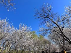 -桃花堤公园