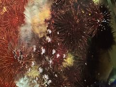 -天天渔港(杏林街店)