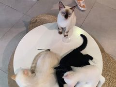 -Heymao猫咖.咖啡厅(东门店)
