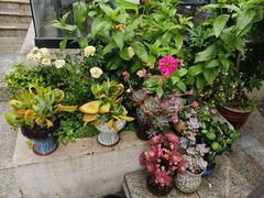 -蘇河湾·新鲁菜·泰山宴(泰山店)