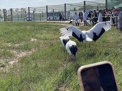 -盐城丹顶鹤湿地生态旅游区