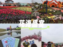 -荷兰花海